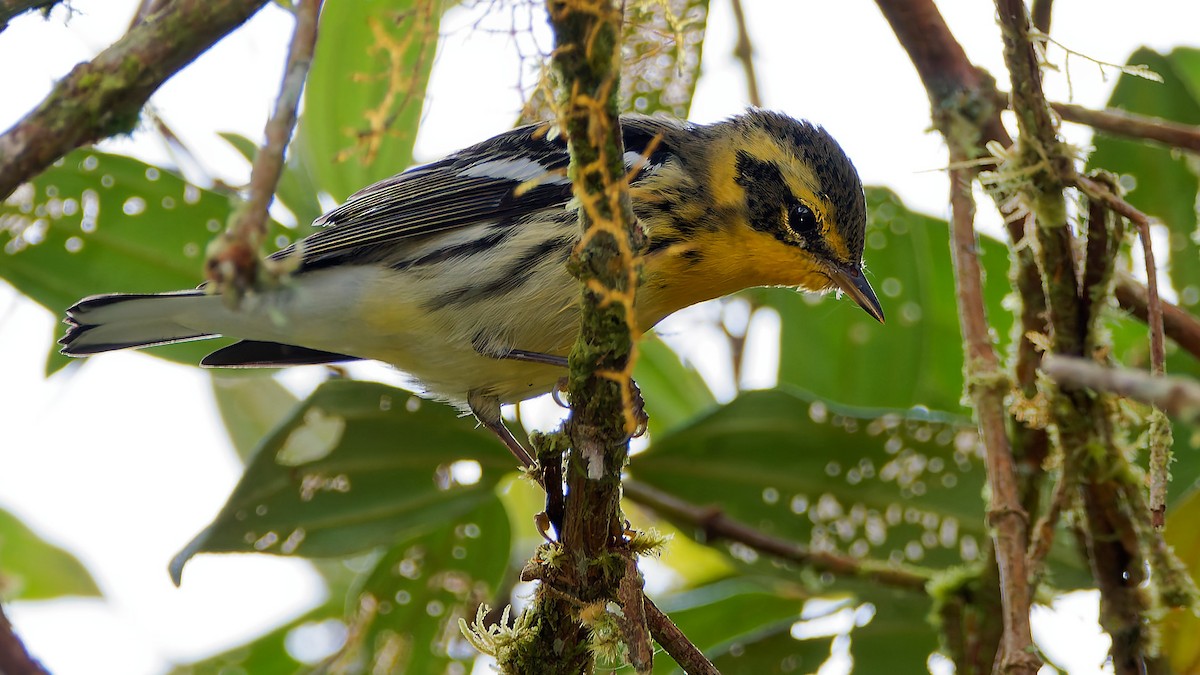 Reinita Gorjinaranja - ML645602020