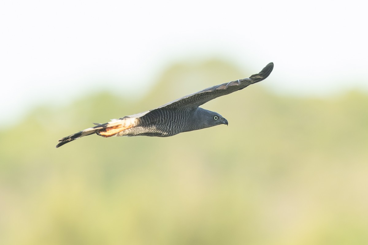 Crane Hawk - ML645602032