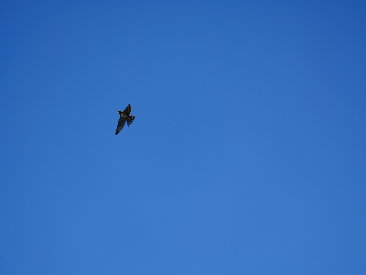 Ластівка сільська - ML645602047