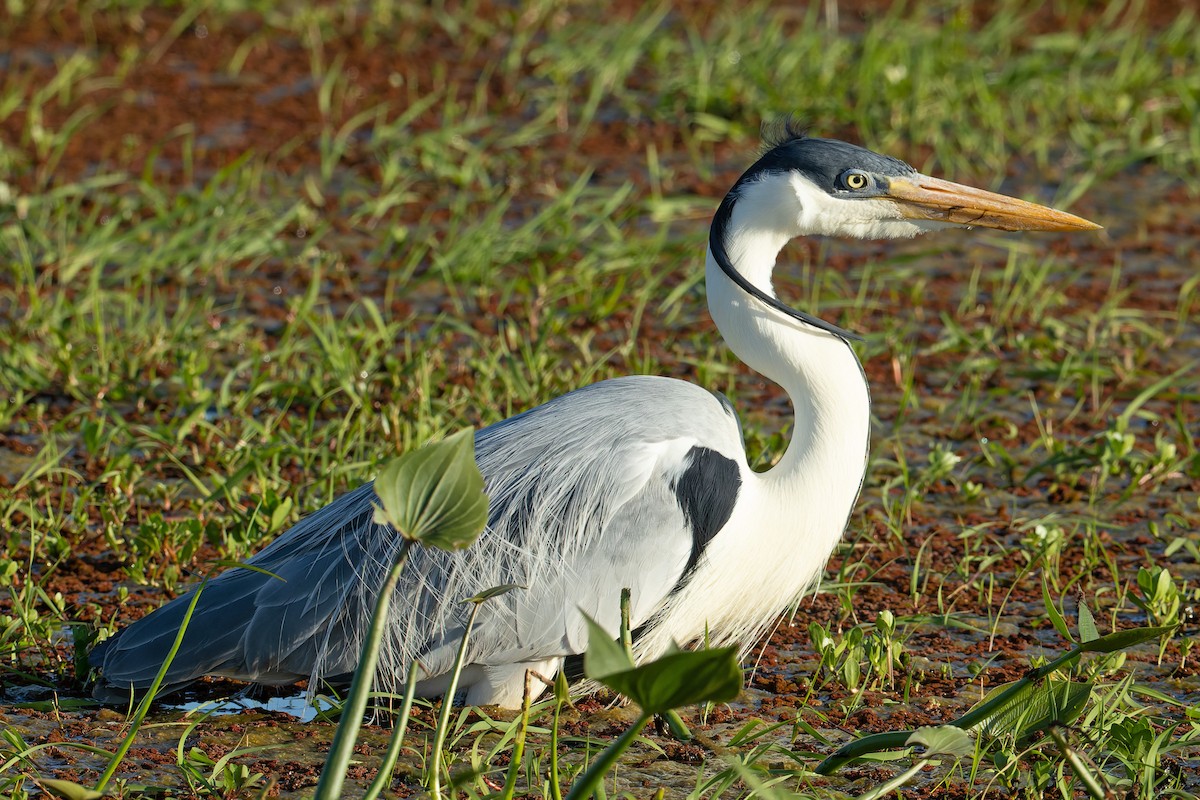 Чапля-кокої - ML645602050