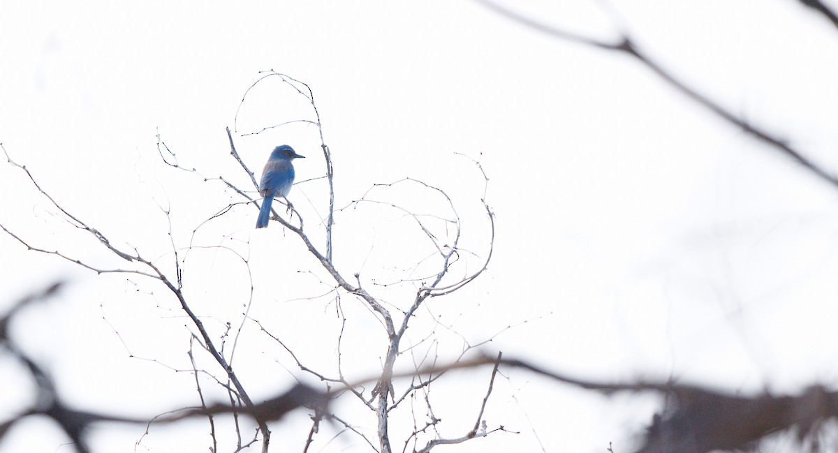 Сойка сонорська [група woodhouseii] - ML645602051