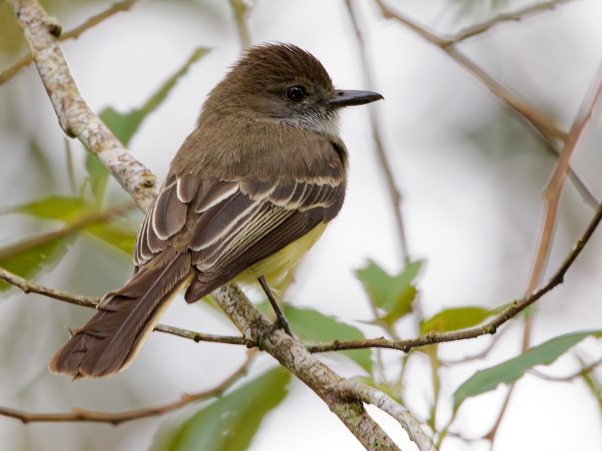 Копетон андський - ML645602056