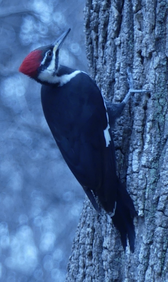 Жовна північна - ML645602057