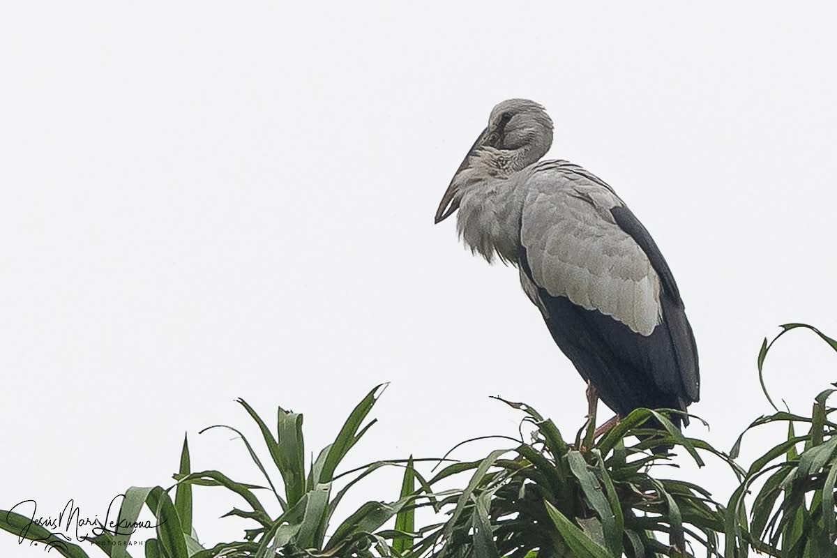 Лелека-молюскоїд індійський - ML645602058