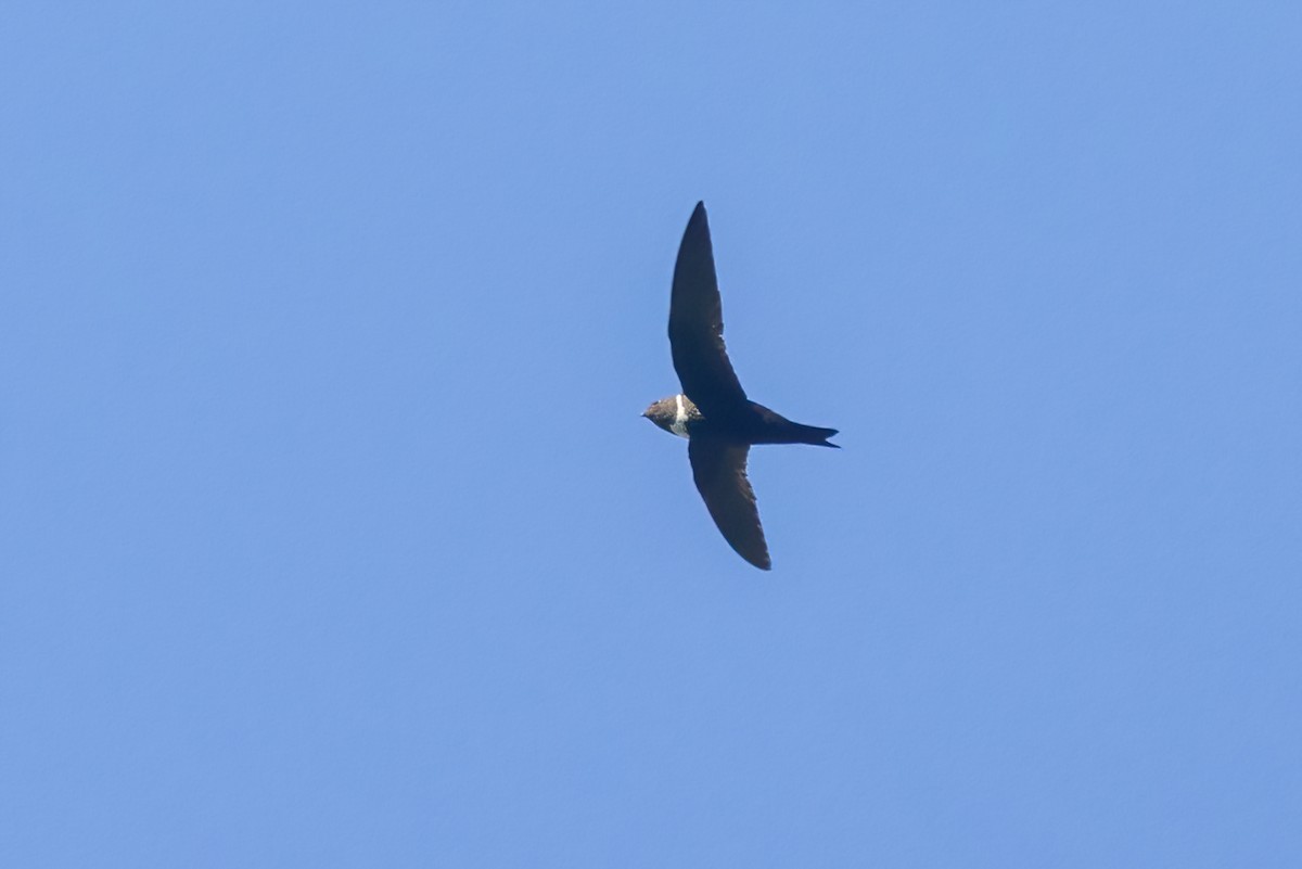 Свіфт болівійський - ML645602059