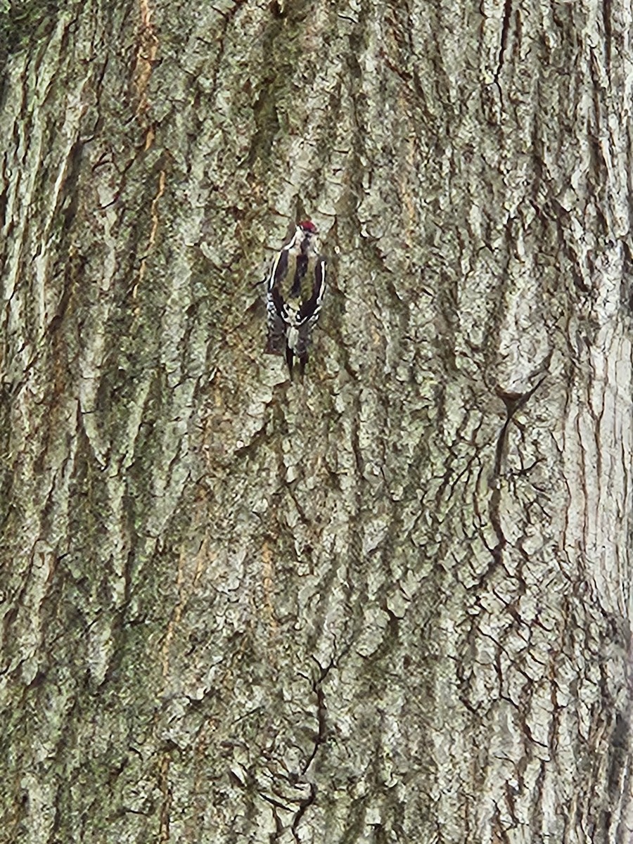 Дятел-смоктун жовточеревий - ML645602061