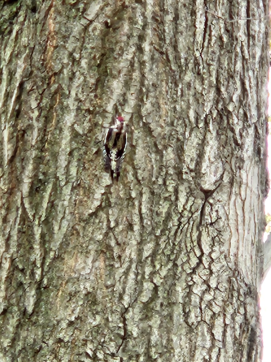 Дятел-смоктун жовточеревий - ML645602062