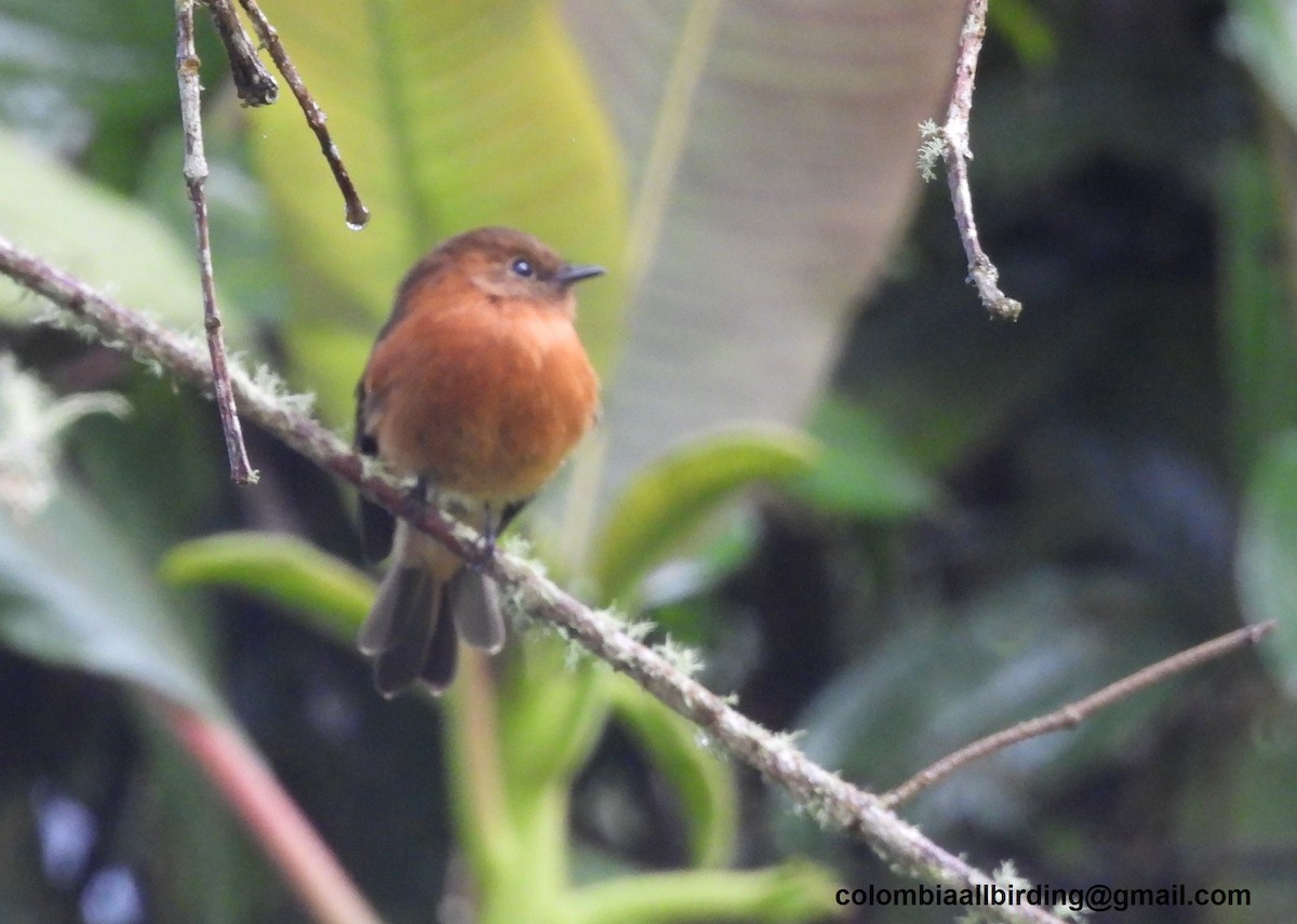 Біро коричневий - ML645602063