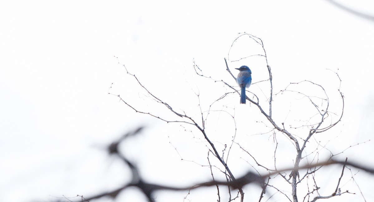 Сойка сонорська [група woodhouseii] - ML645602065