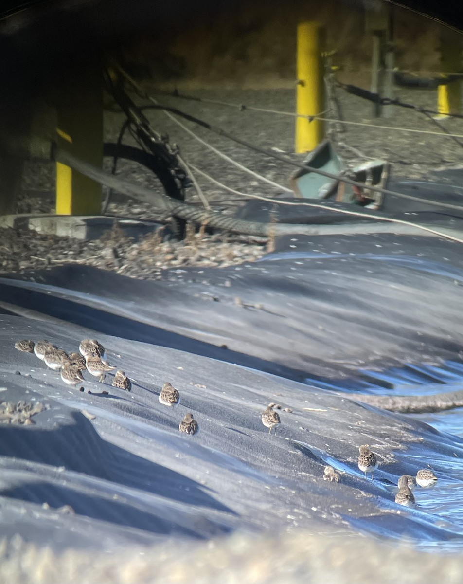 Least Sandpiper - ML645602066