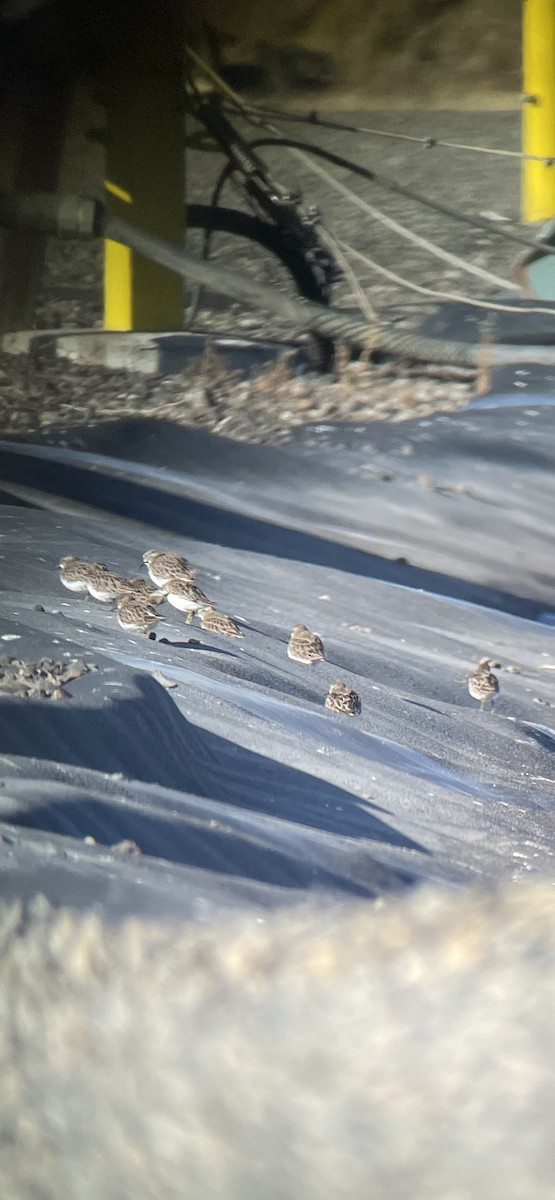 Least Sandpiper - ML645602067