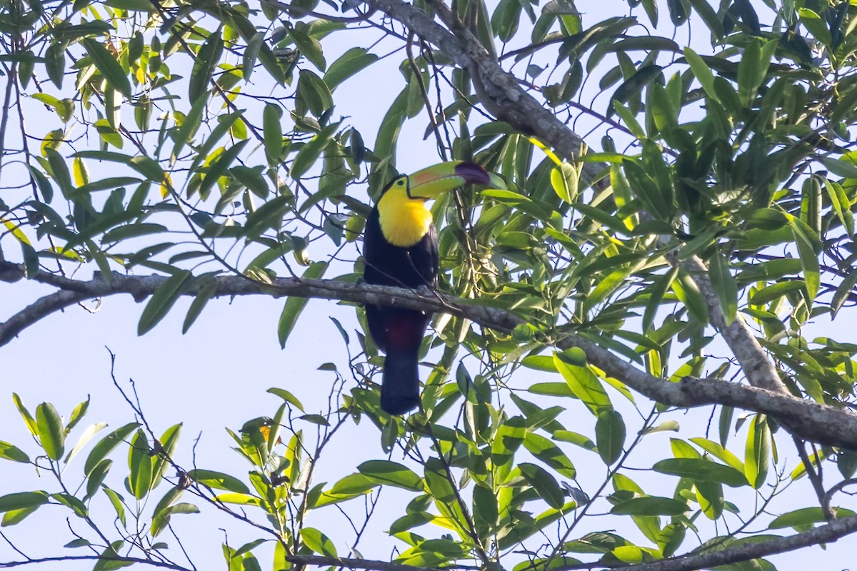 Тукан жовтогорлий - ML645602068