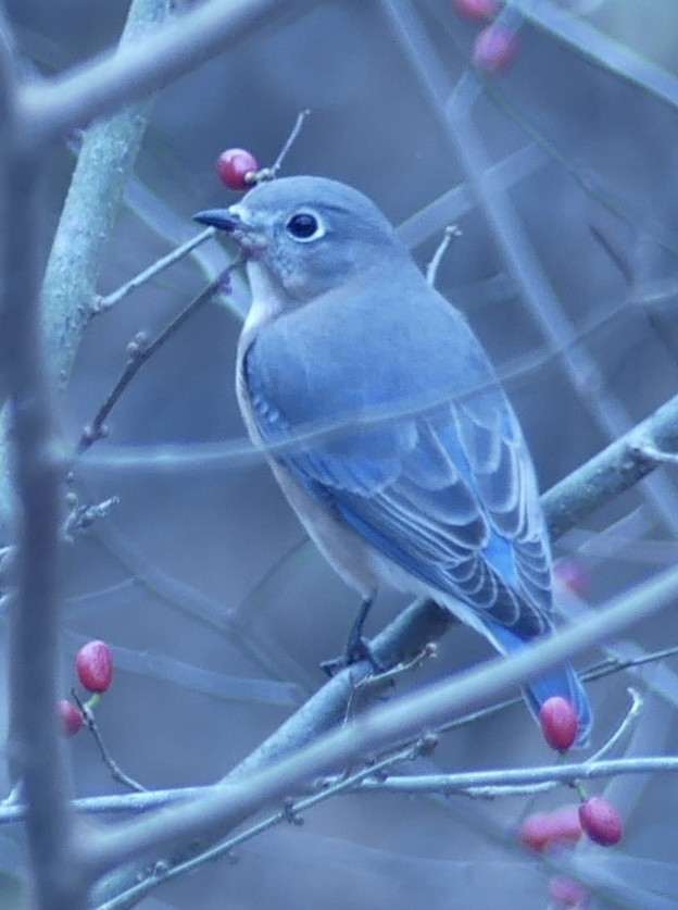 Блакитник східний - ML645602069