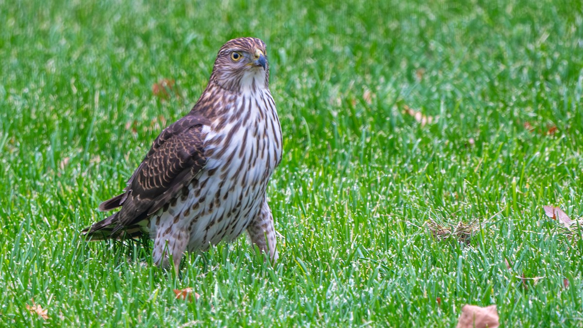 Яструб чорноголовий - ML645602070