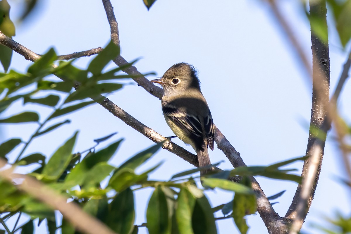 Піві-малюк сизий - ML645602071