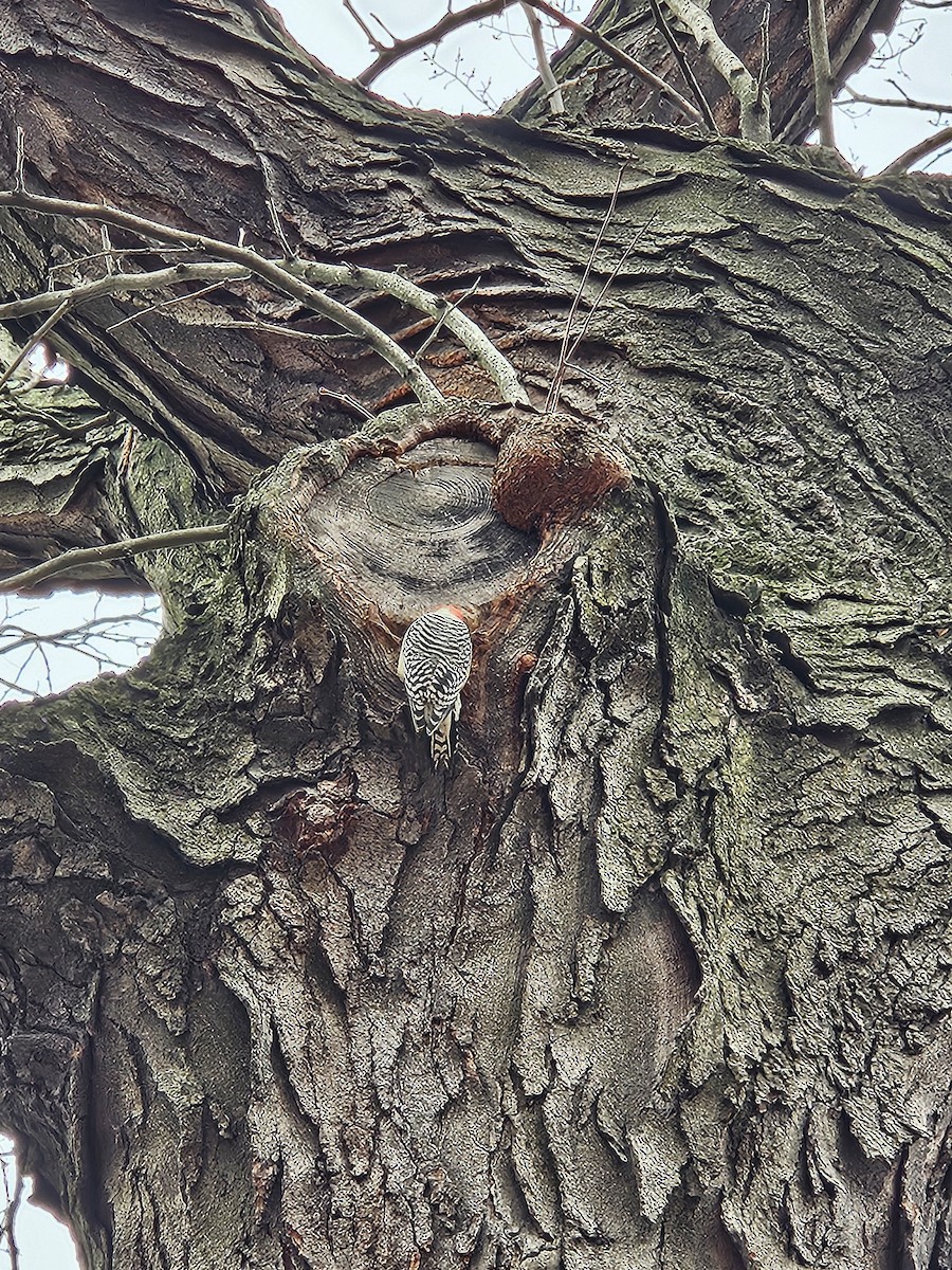 Гіла каролінська - ML645602072