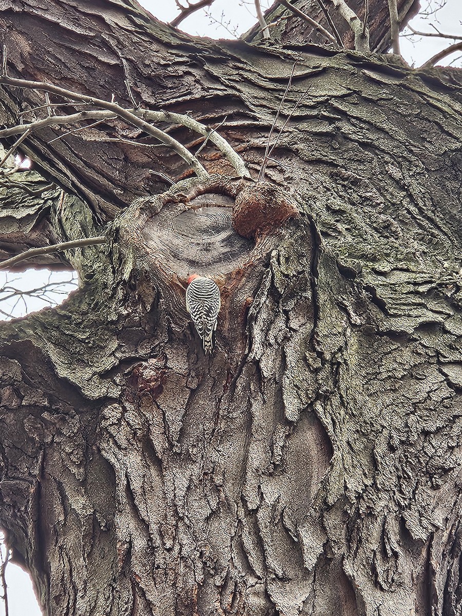 Гіла каролінська - ML645602073