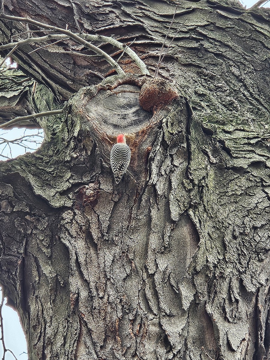 Гіла каролінська - ML645602074