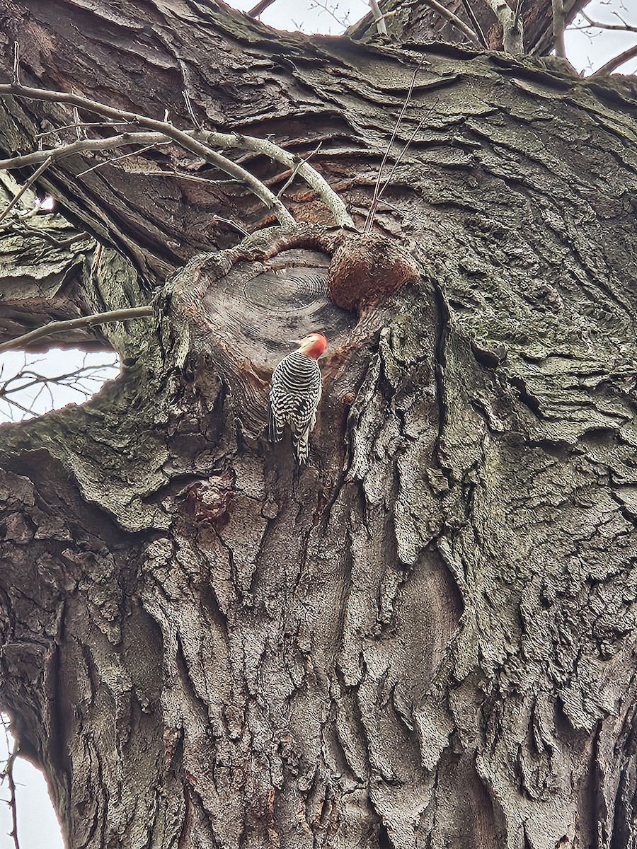 Гіла каролінська - ML645602075