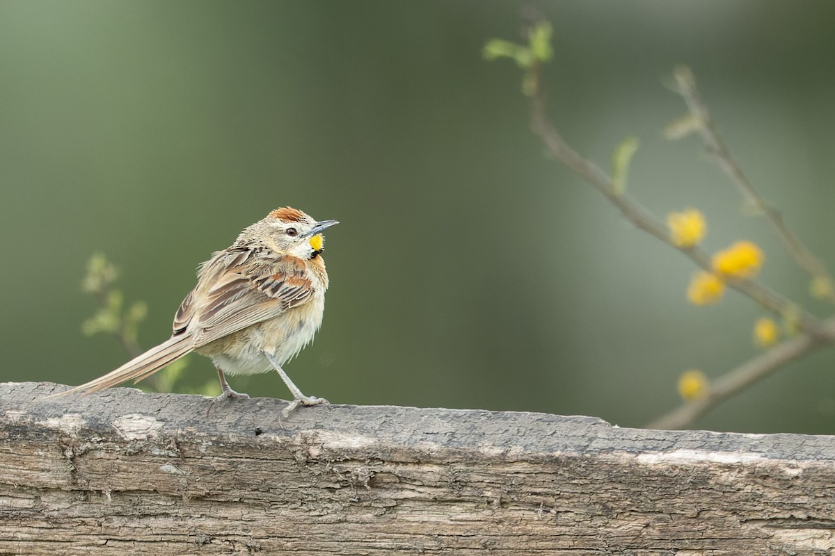 Периліо - ML645602076