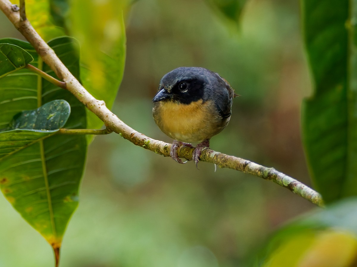 Зеленяр чорнощокий - ML645602077