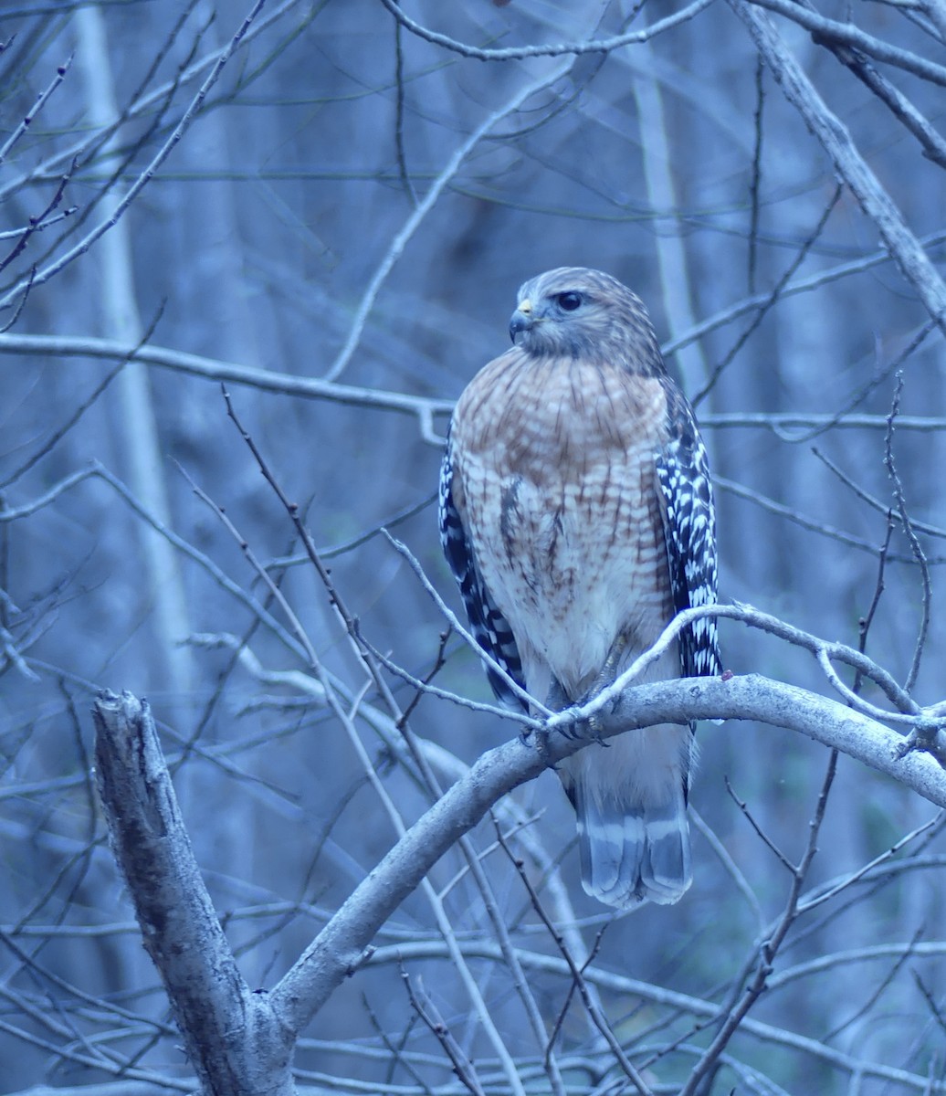 Канюк рудоплечий - ML645602078