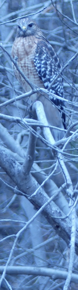 Канюк рудоплечий - ML645602079