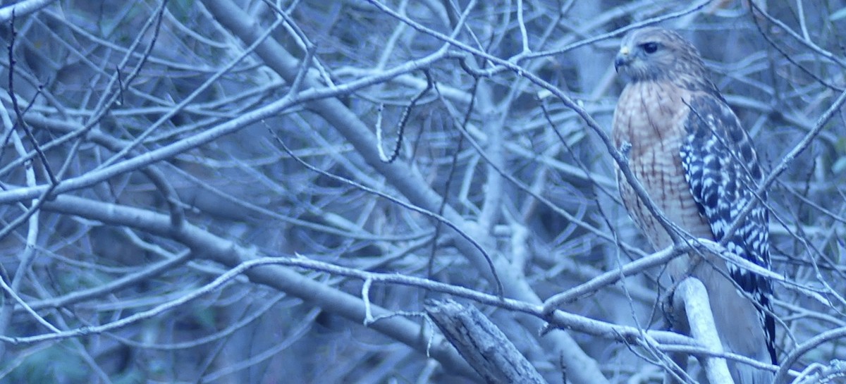 Канюк рудоплечий - ML645602080