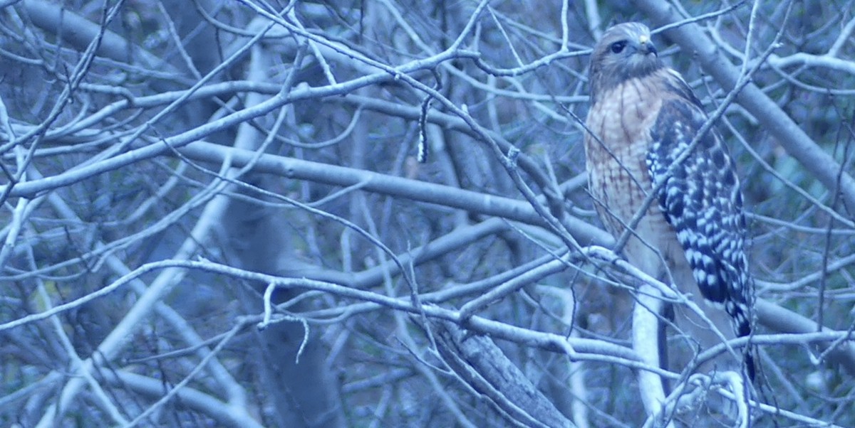 Канюк рудоплечий - ML645602081