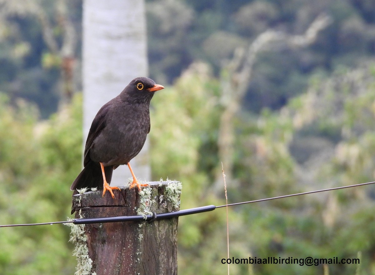 Дрізд великий - ML645602083