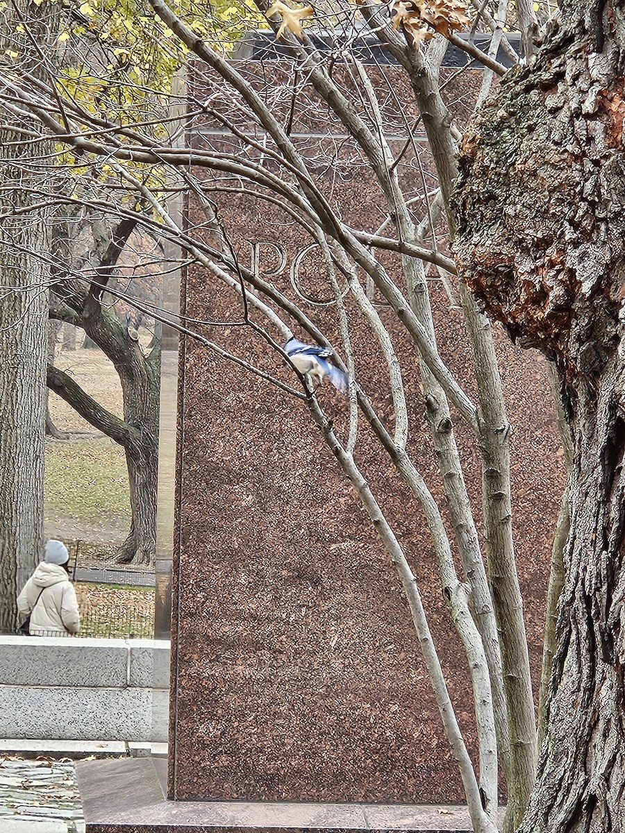 Сизойка блакитна - ML645602084