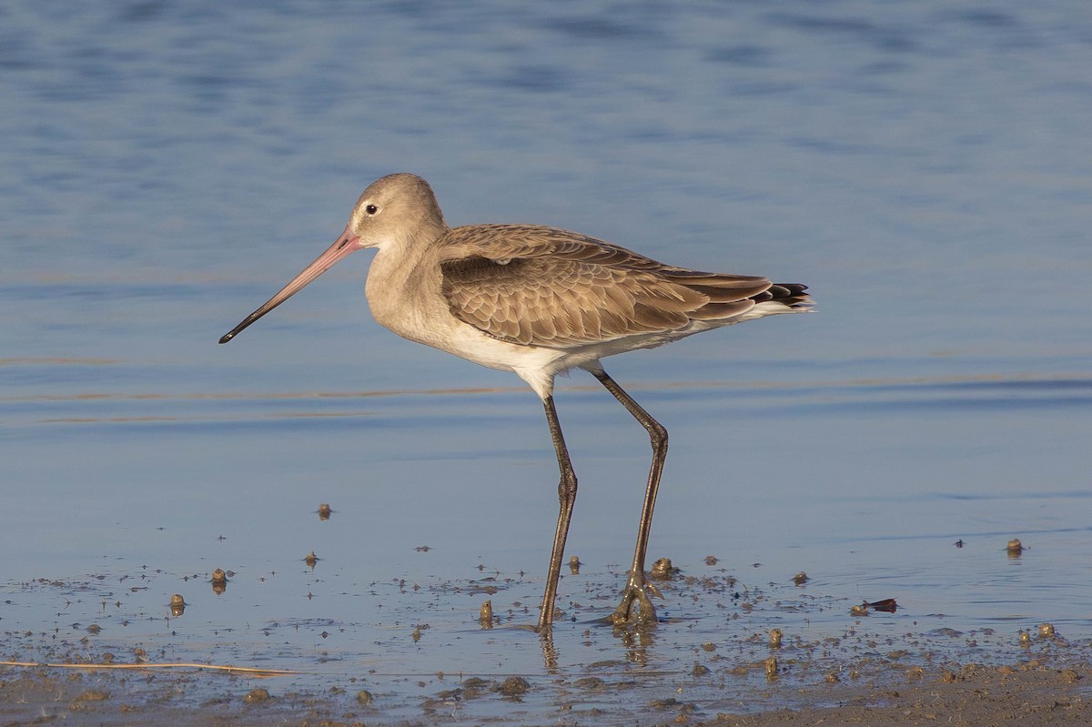 Грицик великий - ML645602086