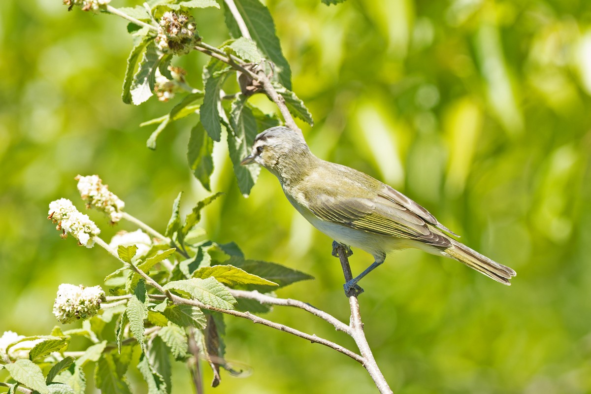 Chivi Vireo - ML645602091