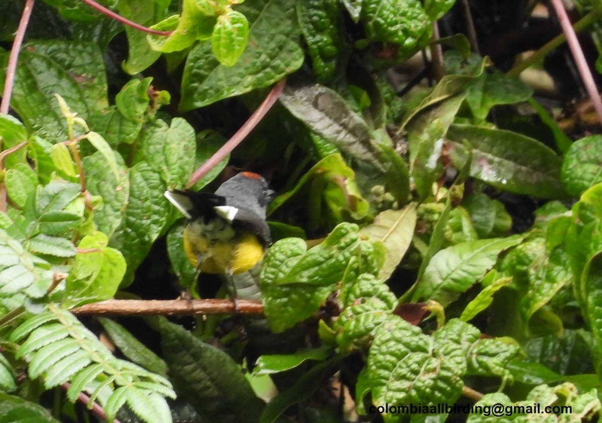 Slate-throated Redstart - ML645602113