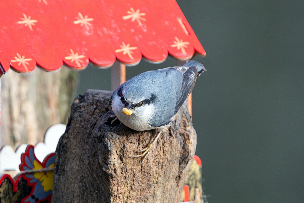 Garrapo eurasiarra - ML645602118