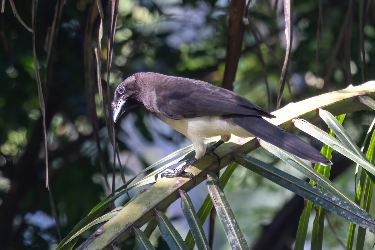 Brown Jay - ML645602119