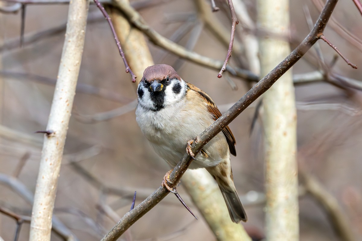 Ağaç Serçesi - ML645602120