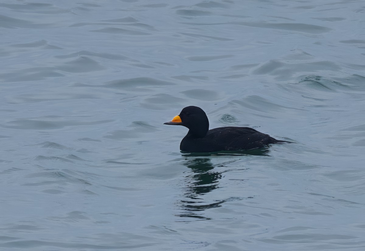 Black Scoter - ML645602125