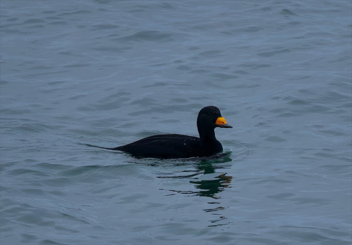 Black Scoter - ML645602126