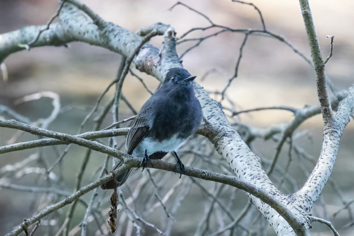 Black Phoebe - ML645602130