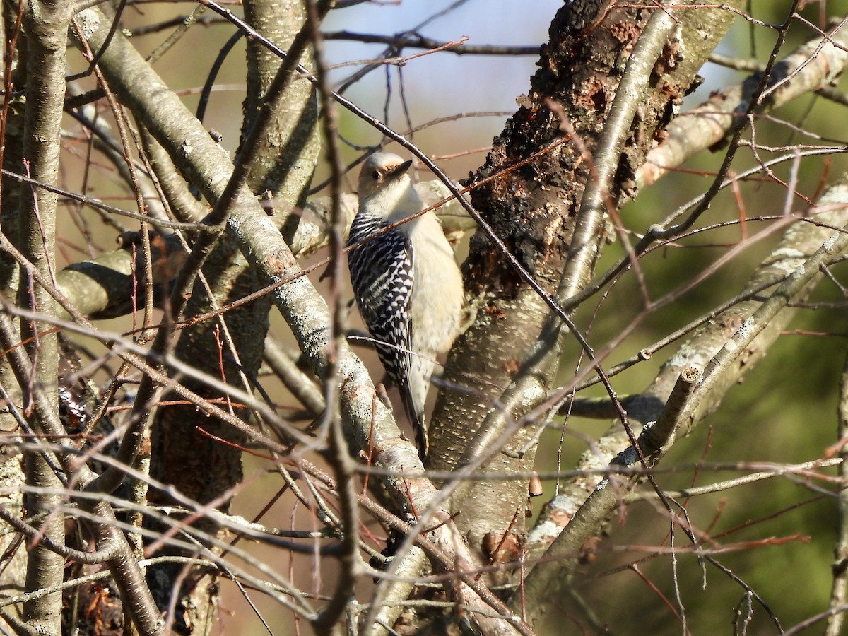 Гіла каролінська - ML645602134