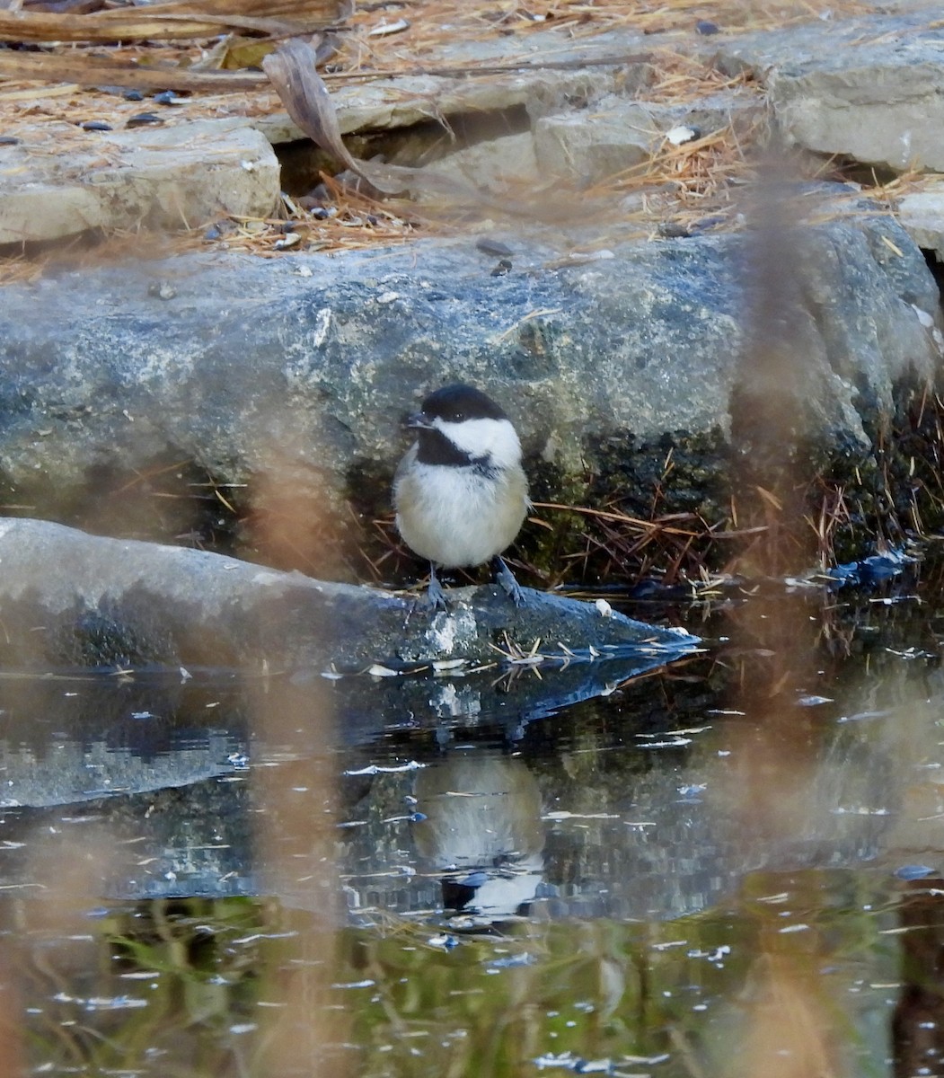 Гаїчка світлокрила - ML645602141