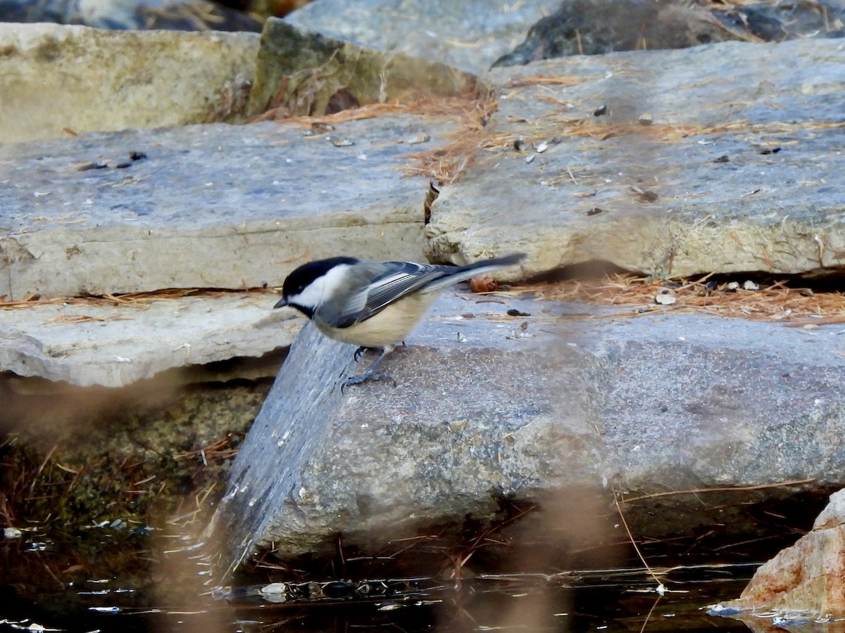 Гаїчка світлокрила - ML645602142