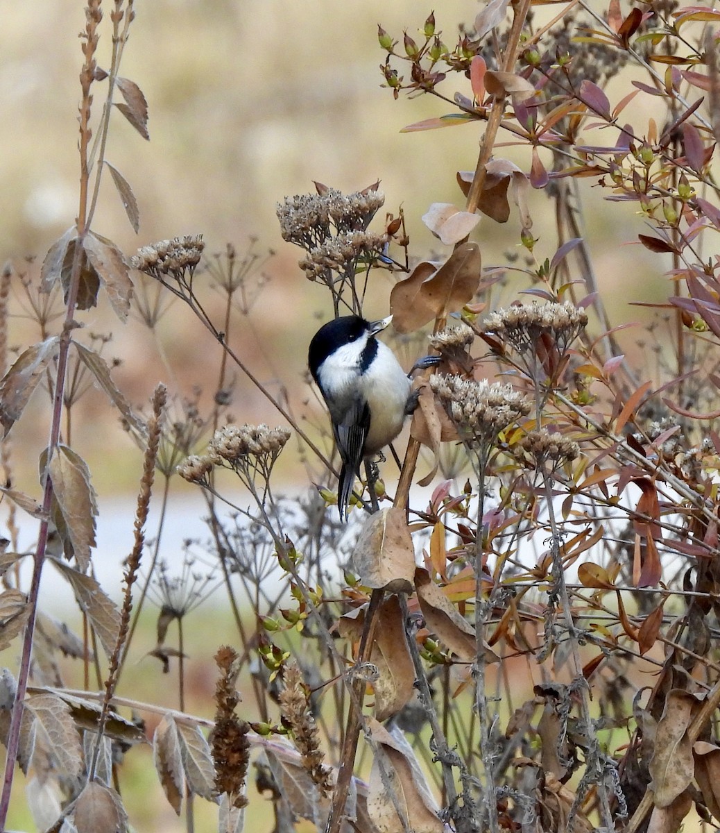Гаїчка світлокрила - ML645602143