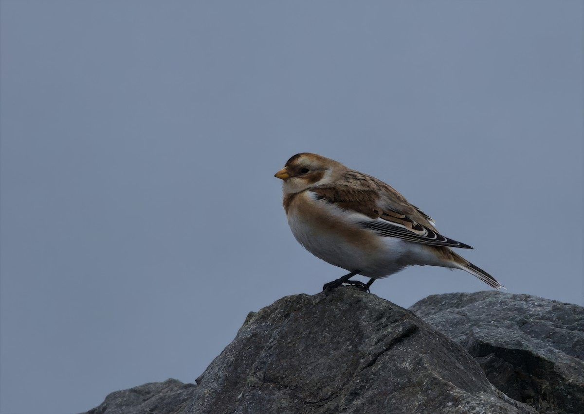 Snow Bunting - ML645602144