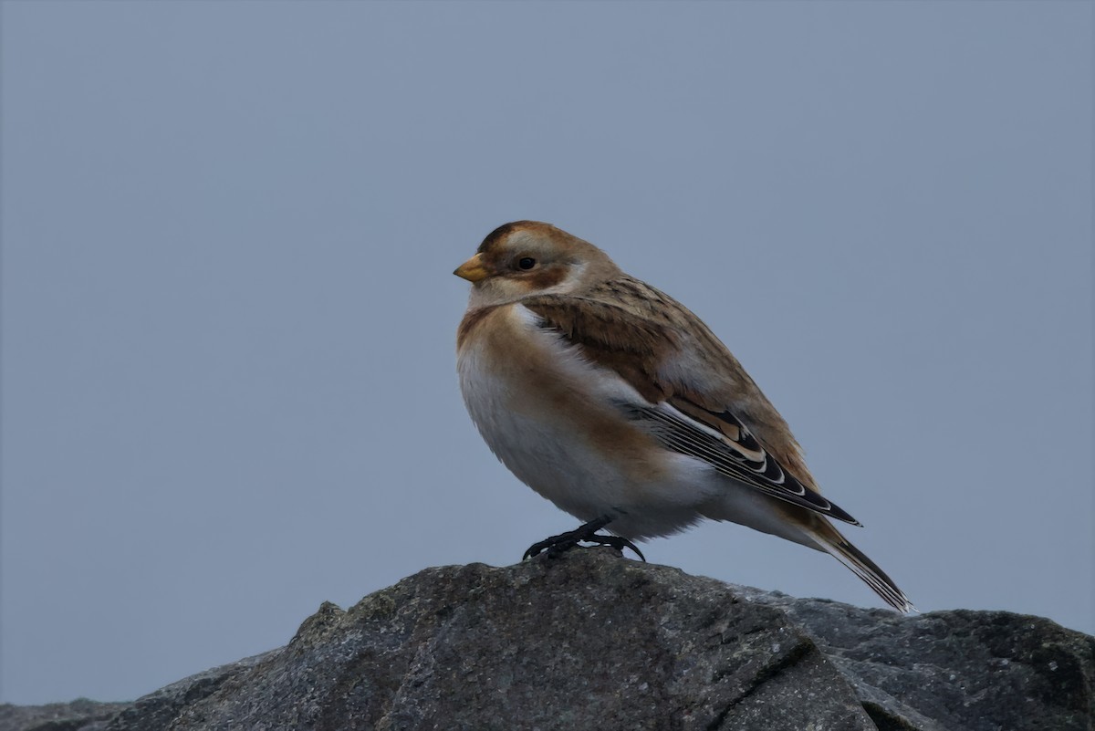 Snow Bunting - ML645602145