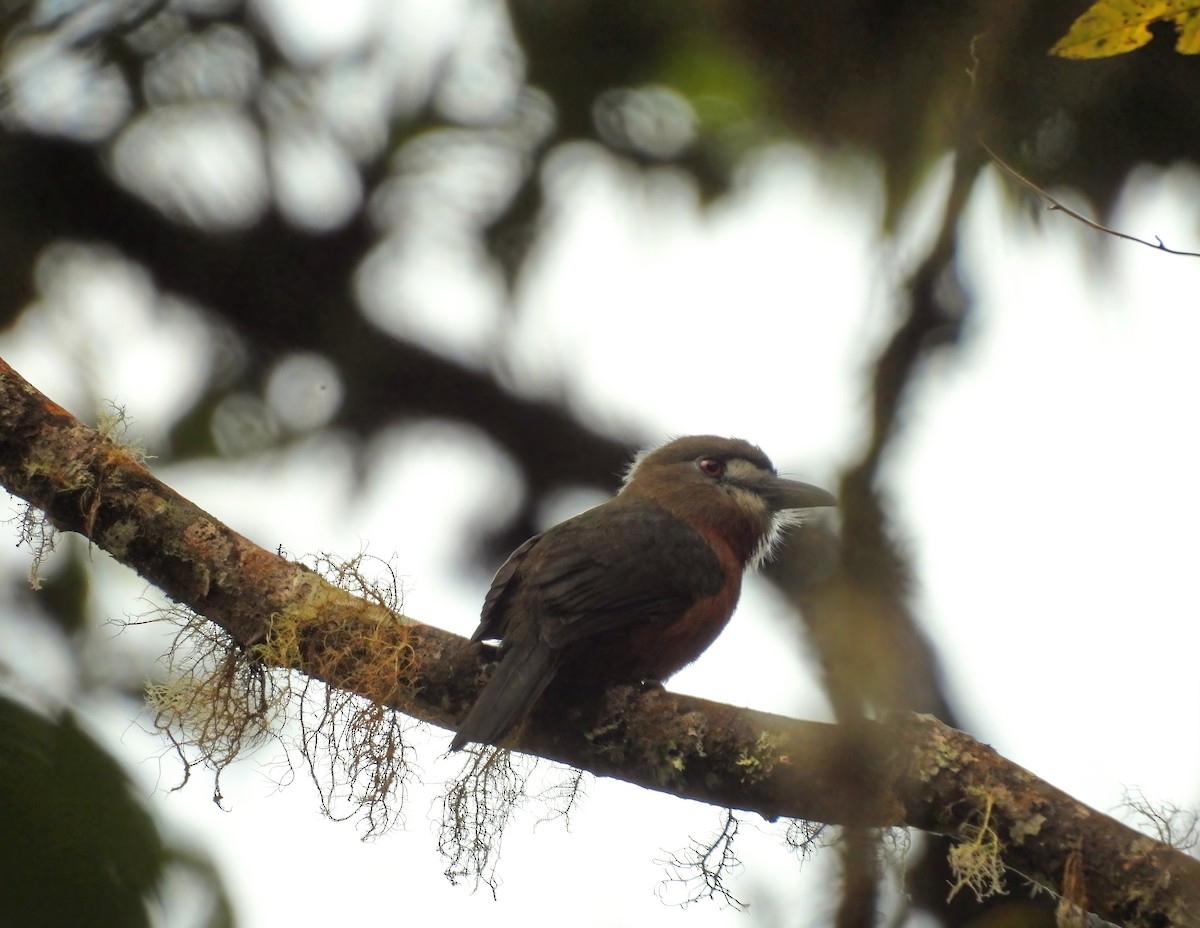 White-faced Nunbird - ML645602146