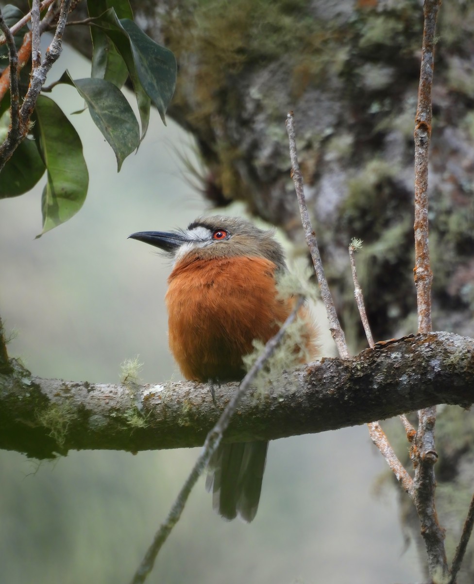 White-faced Nunbird - ML645602147