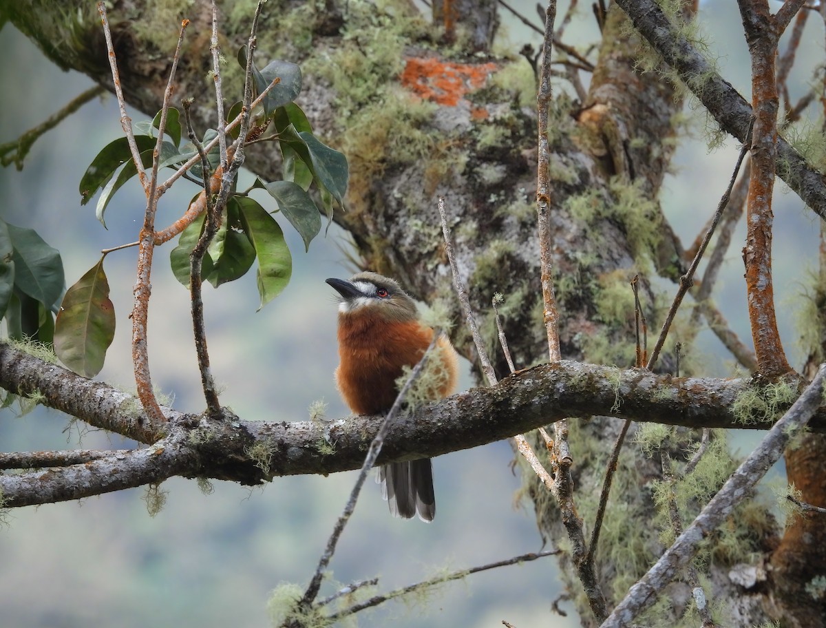 White-faced Nunbird - ML645602148