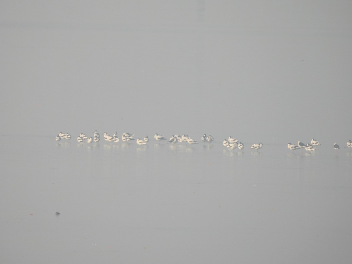 Pied Avocet - ML645602157